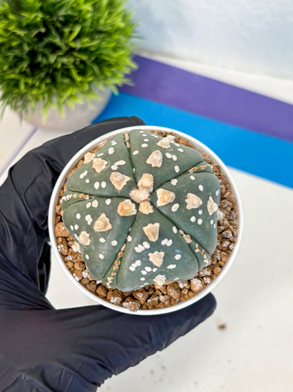 Astrophytum Fukuryu (at8) (15) | Rare Plant | Succulent Cactus