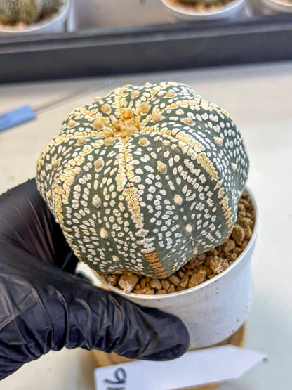 Astrophytum Super Kabuto (at10) (16) | sand dollar cactus