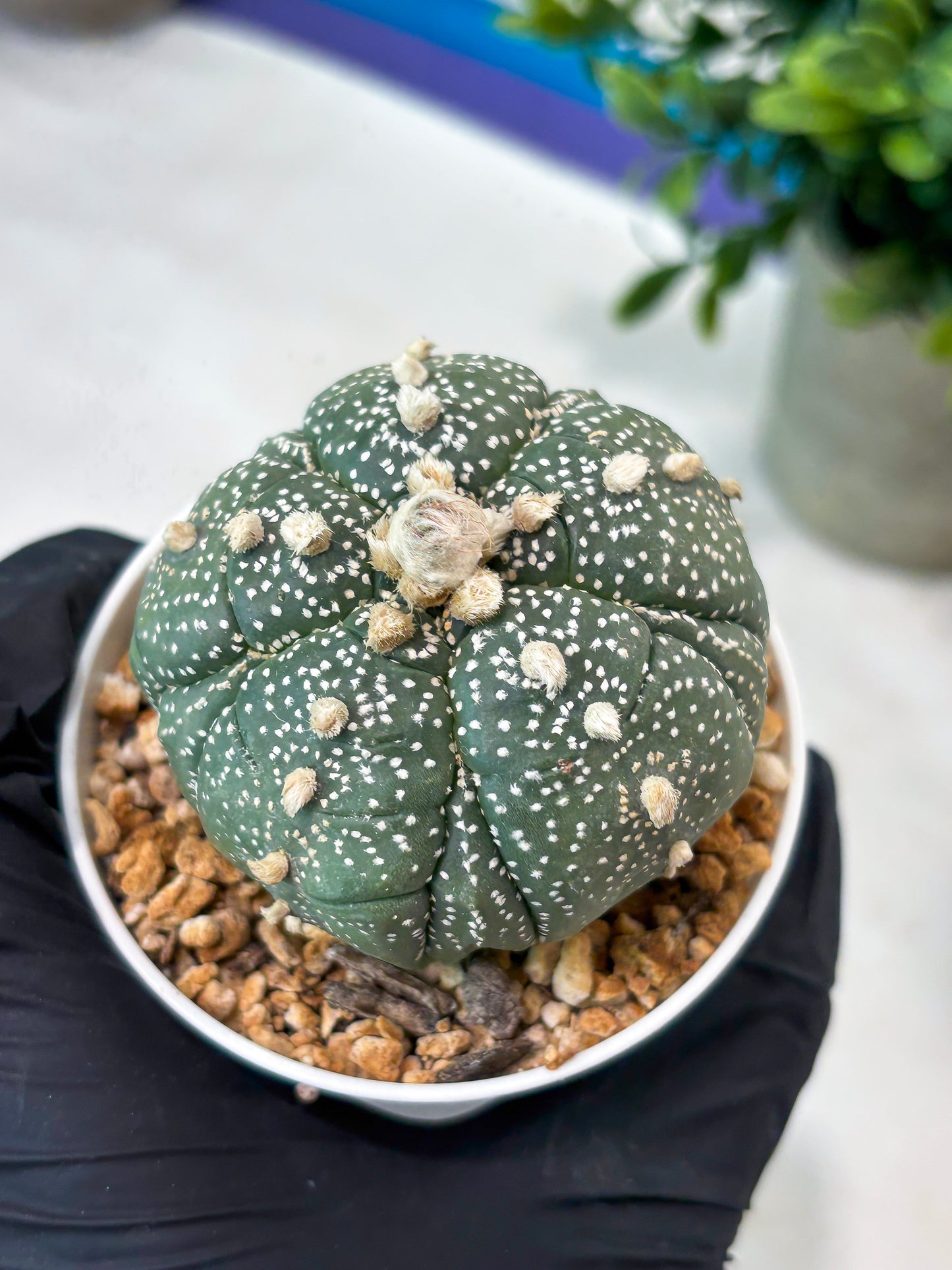 Astrophytum 5-Rib (T11) (y7) | Imported From Taiwan