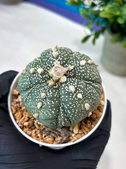 Astrophytum 5-Rib (T11) (y7) | Imported From Taiwan