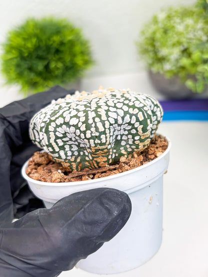 Astrophytum Super Kabuto (t7) (p2) | Imported Plants | 3" Pot