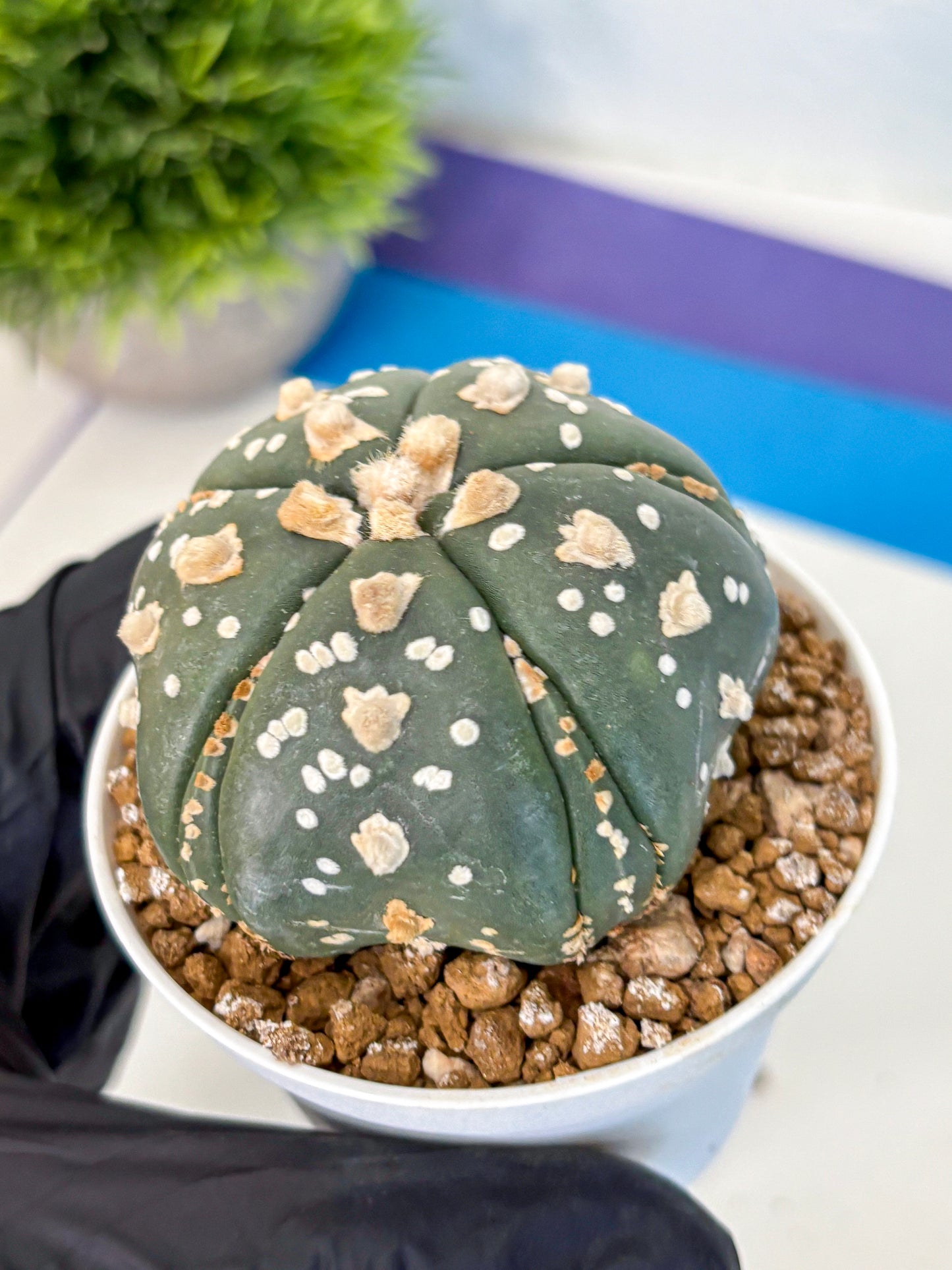 Astrophytum Fukuryu (at8) (15) | Rare Plant | Succulent Cactus