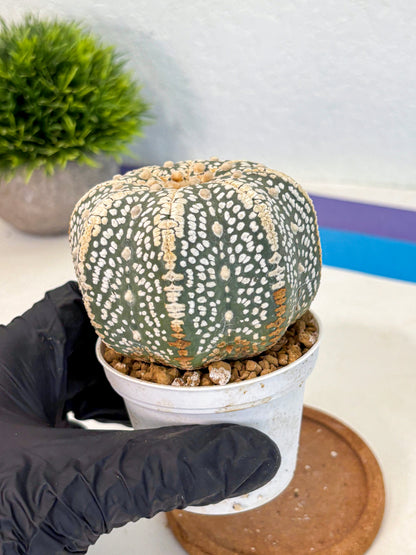 Astrophytum Super Kabuto (at10) (16) | sand dollar cactus