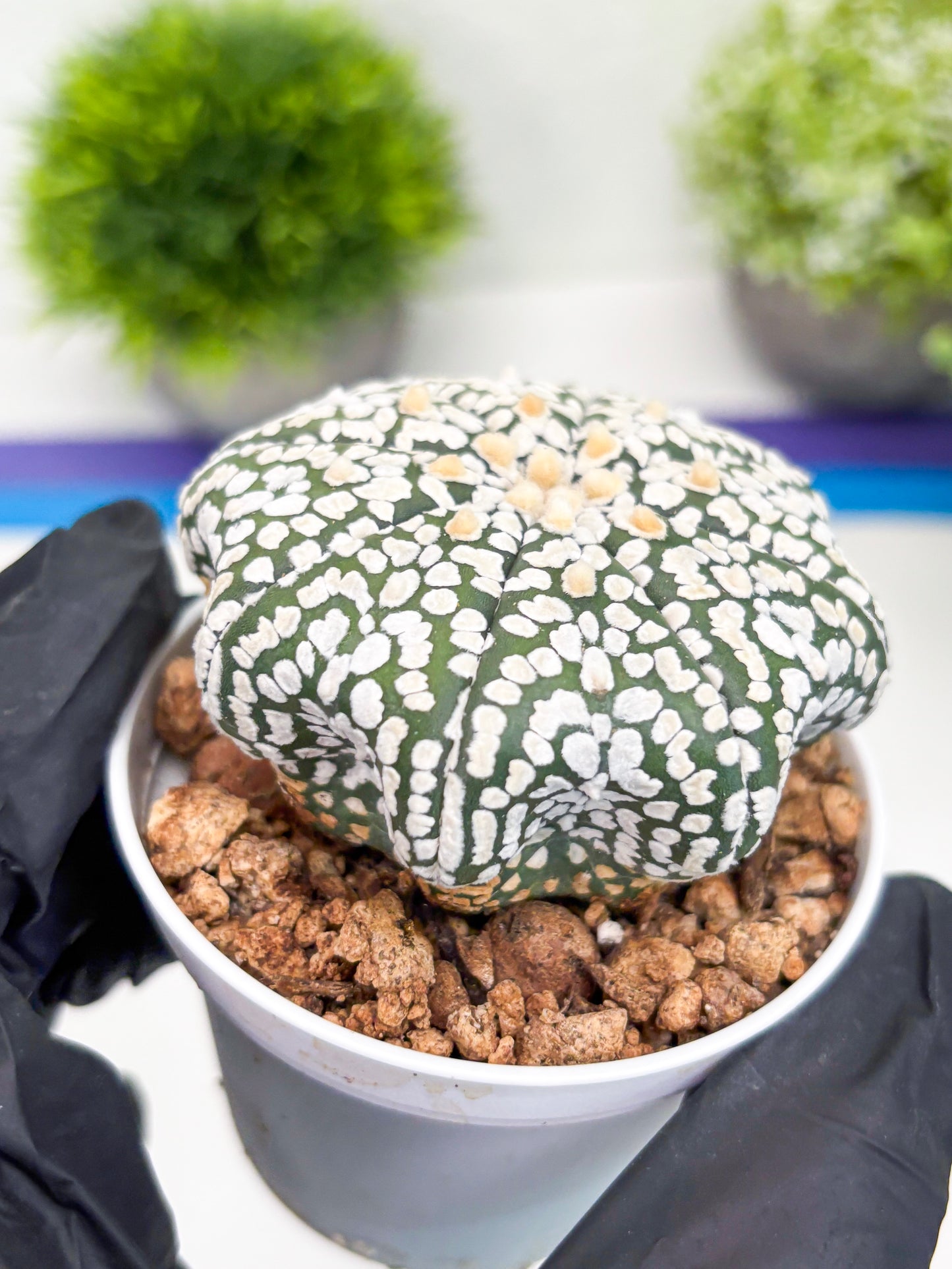 Astrophytum Super Kabuto (t7) (p2) | Imported Plants | 3" Pot