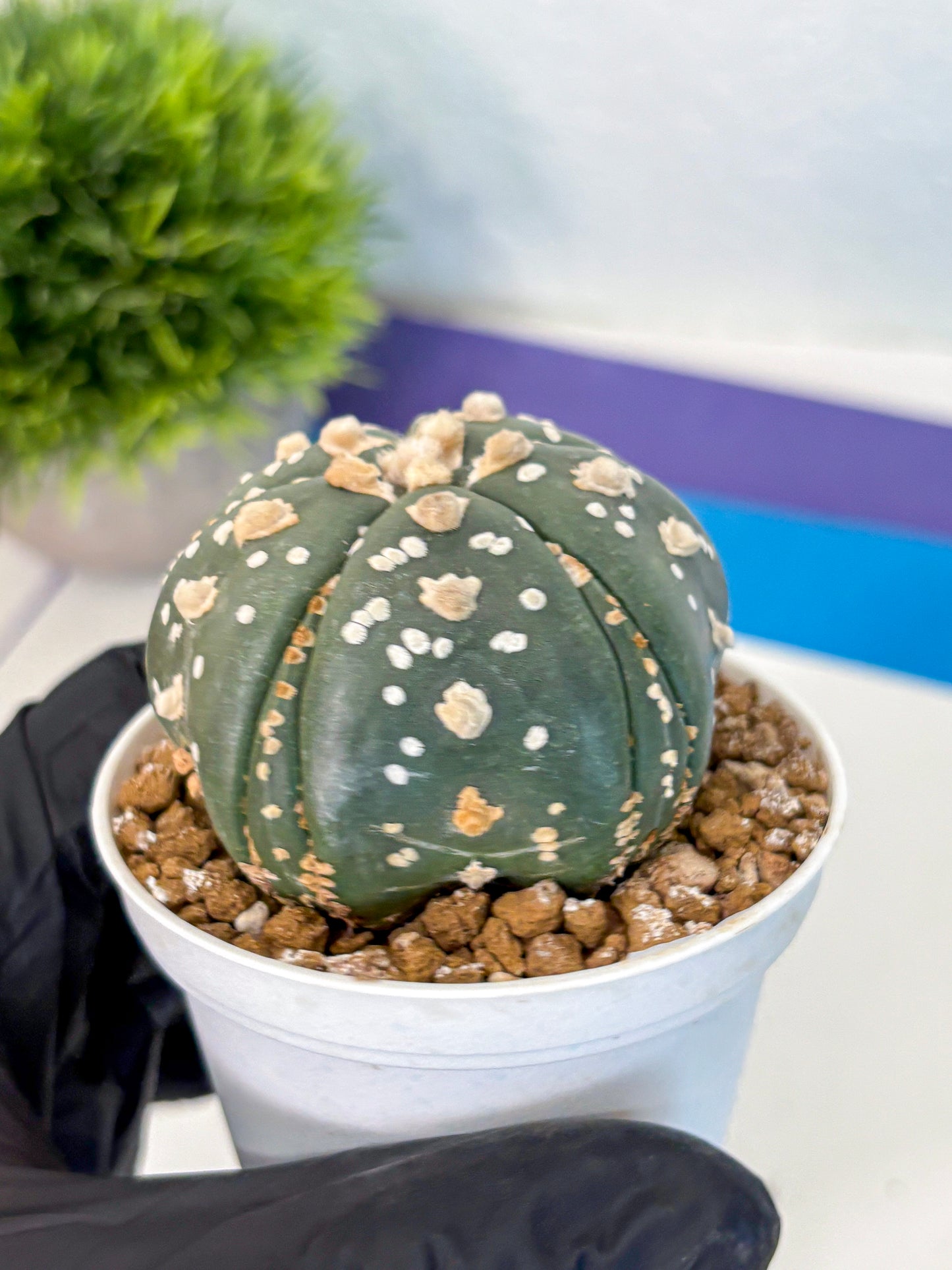Astrophytum Fukuryu (at8) (15) | Rare Plant | Succulent Cactus