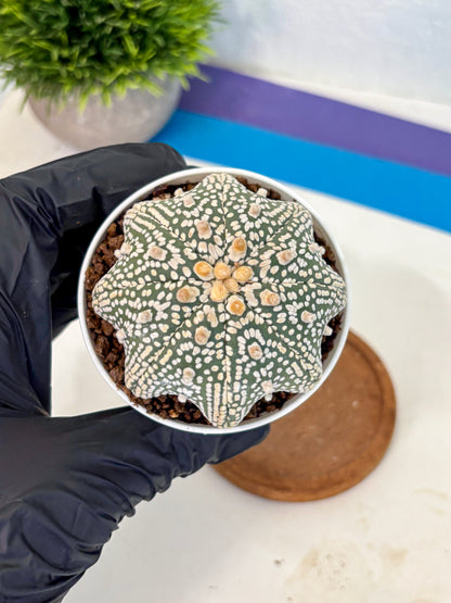 Astrophytum V Type (at5) (05) |  Sea urchin cactus