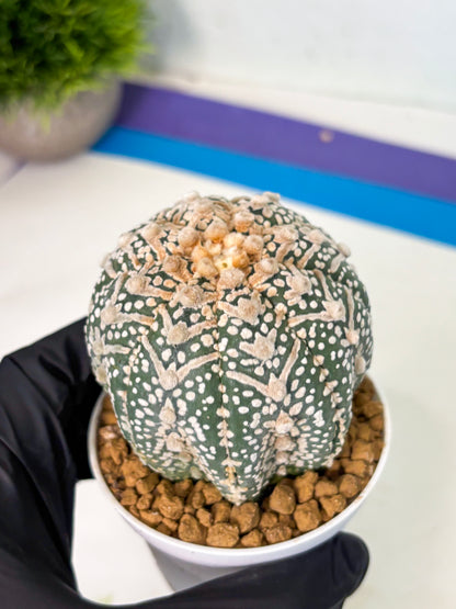 Astrophytum V-Type (at5) (p4) | Rare imported Plant
