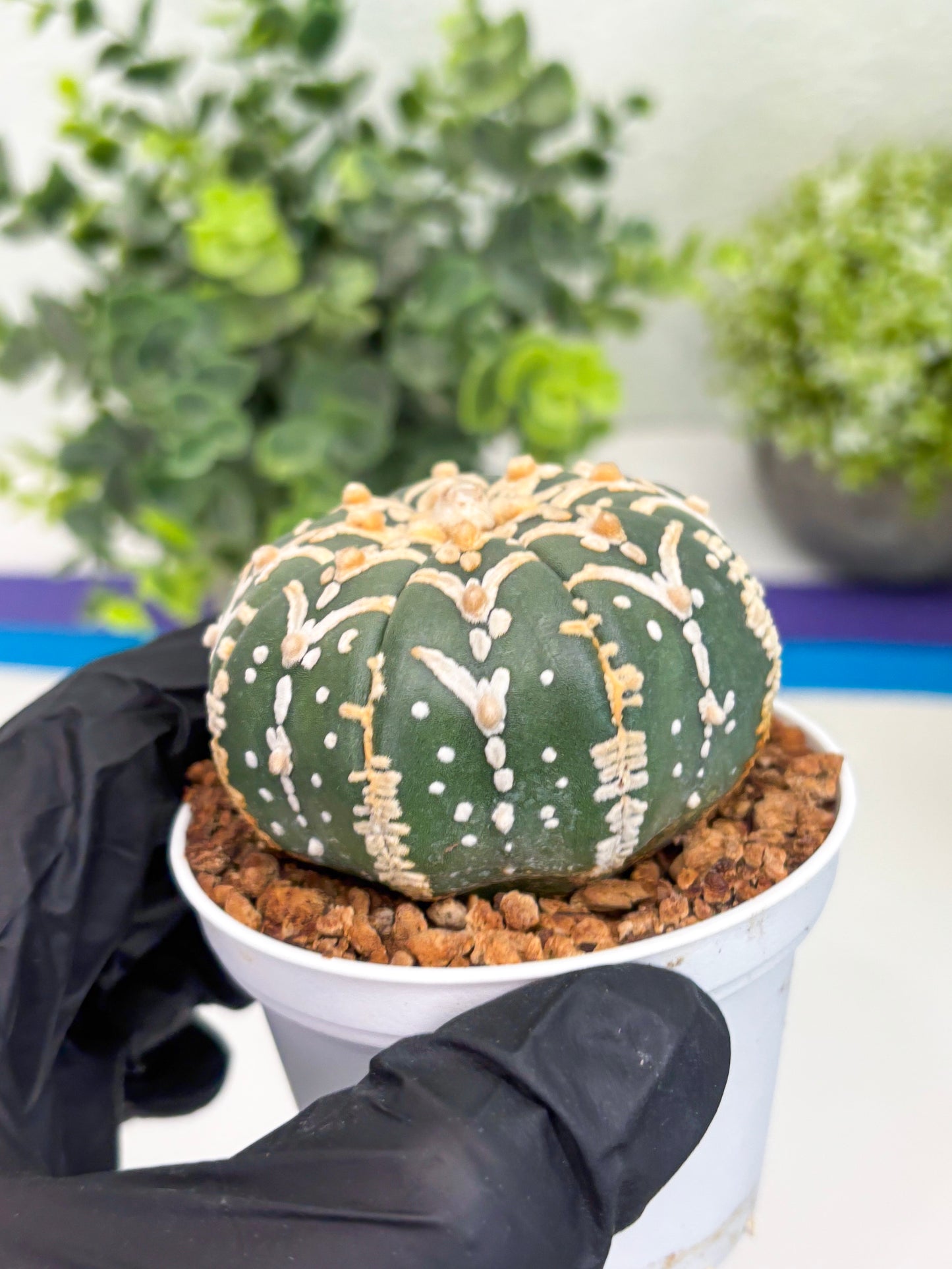 Astrophytum Super Kabuto V Type (T4) (y5) | Las Vegas Seller | 3" Pot