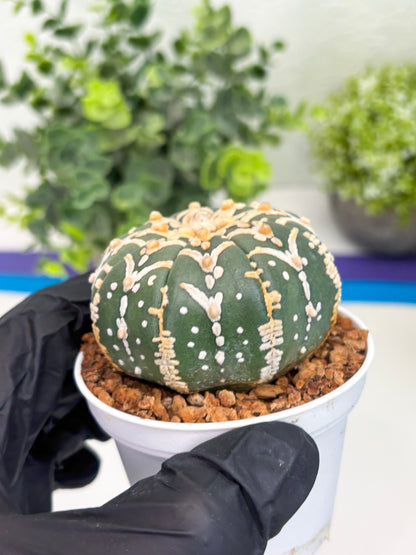 Astrophytum Super Kabuto V Type (T4) (y5) | Las Vegas Seller | 3" Pot
