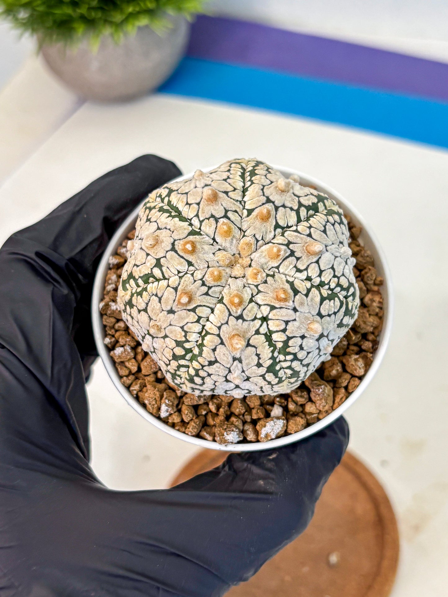 Astrophytum V Type (at2) (05) | Live Plant | Rare Collection