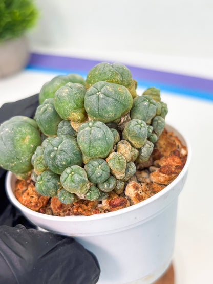 Spineless Cactus (Lo1) (g3) | For Advanced Growers