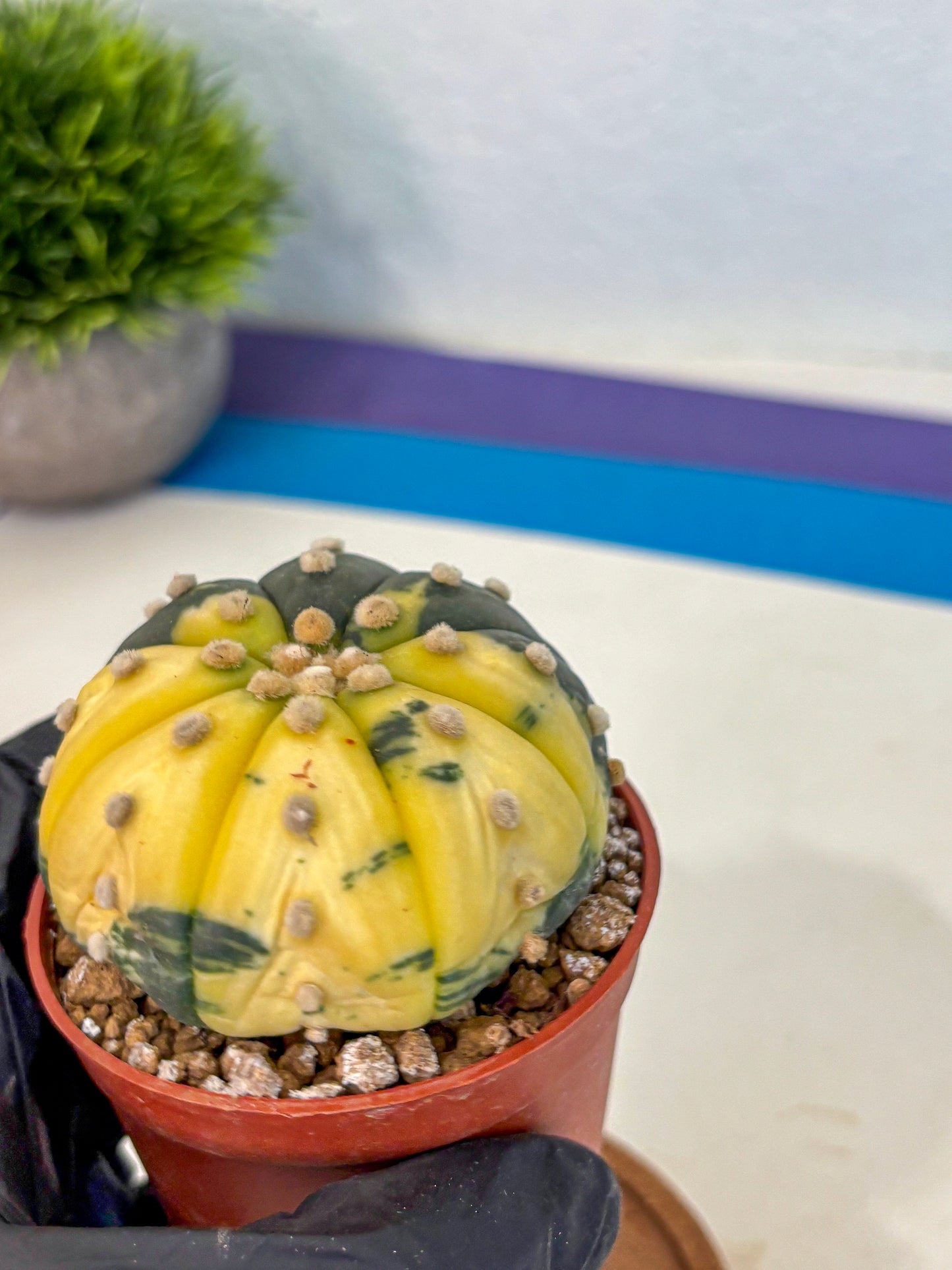 Astrophytum Variegated (at9) (05) | Rare Plant | Live Cactus