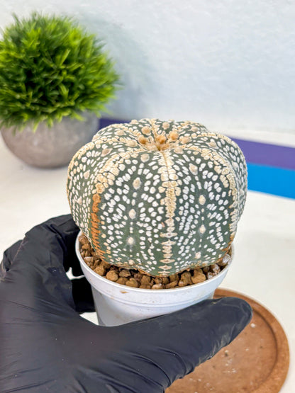 Astrophytum Super Kabuto (at10) (16) | sand dollar cactus