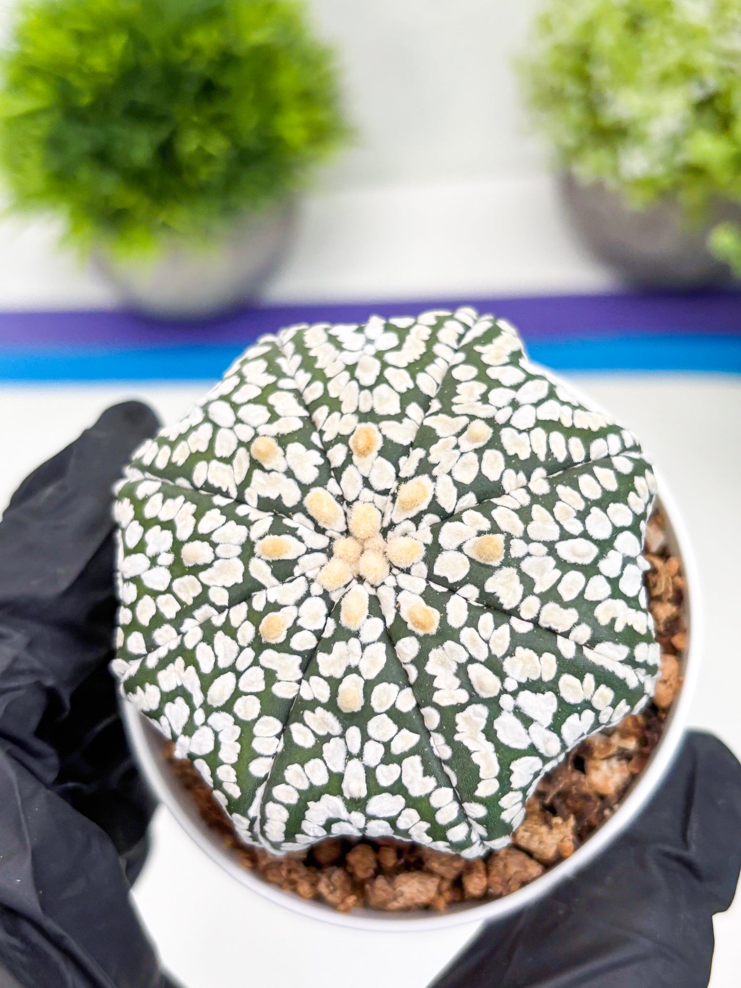 Astrophytum Super Kabuto (t7) (p2) | Imported Plants | 3" Pot