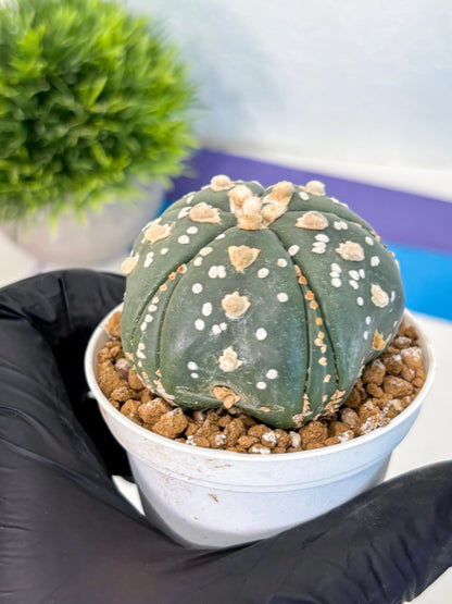 Astrophytum Fukuryu (at8) (15) | Rare Plant | Succulent Cactus