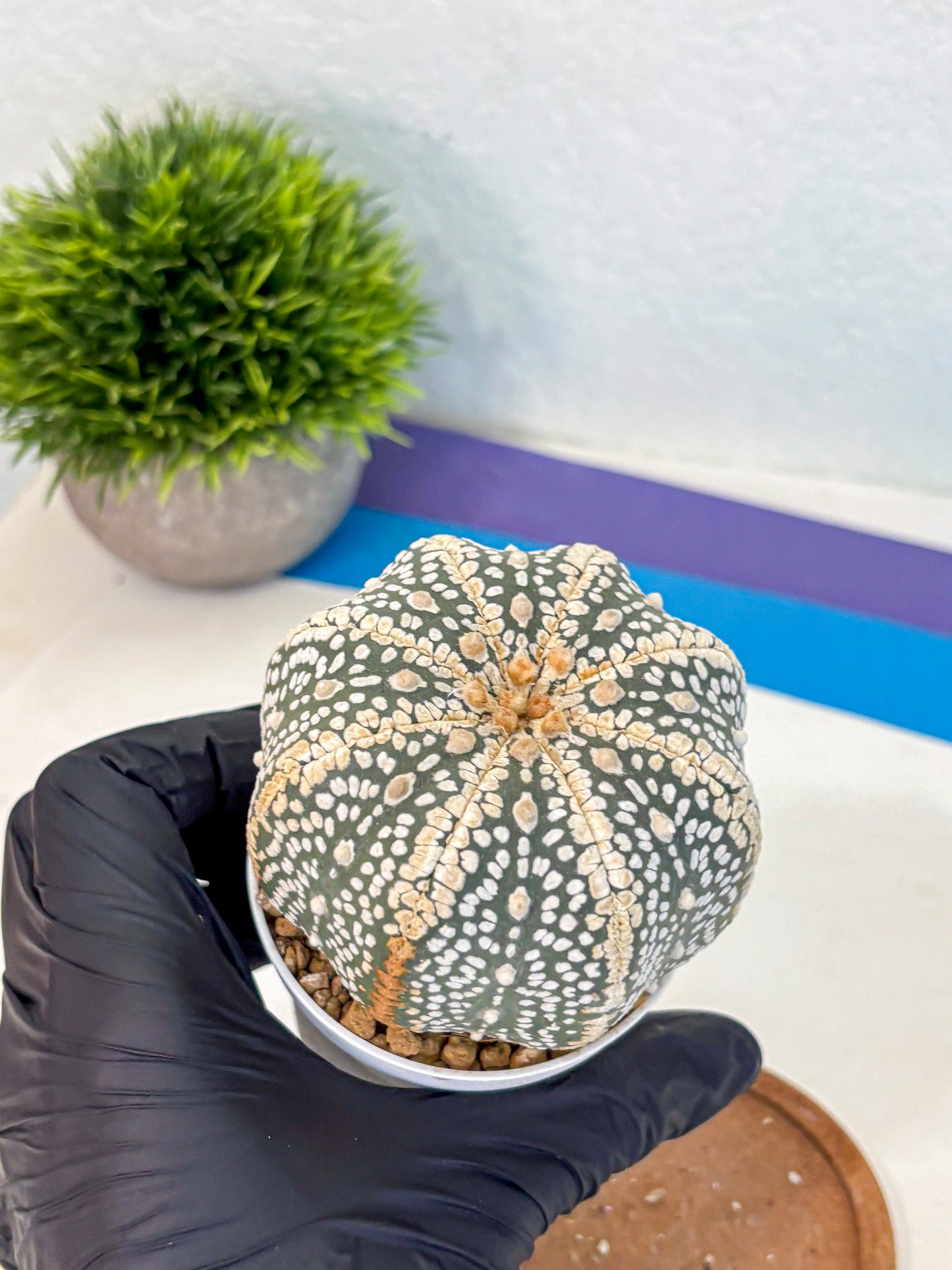 Astrophytum Super Kabuto (at10) (16) | sand dollar cactus