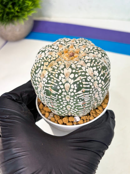 Astrophytum V-Type (at4) (r3) | Ship from Nevada