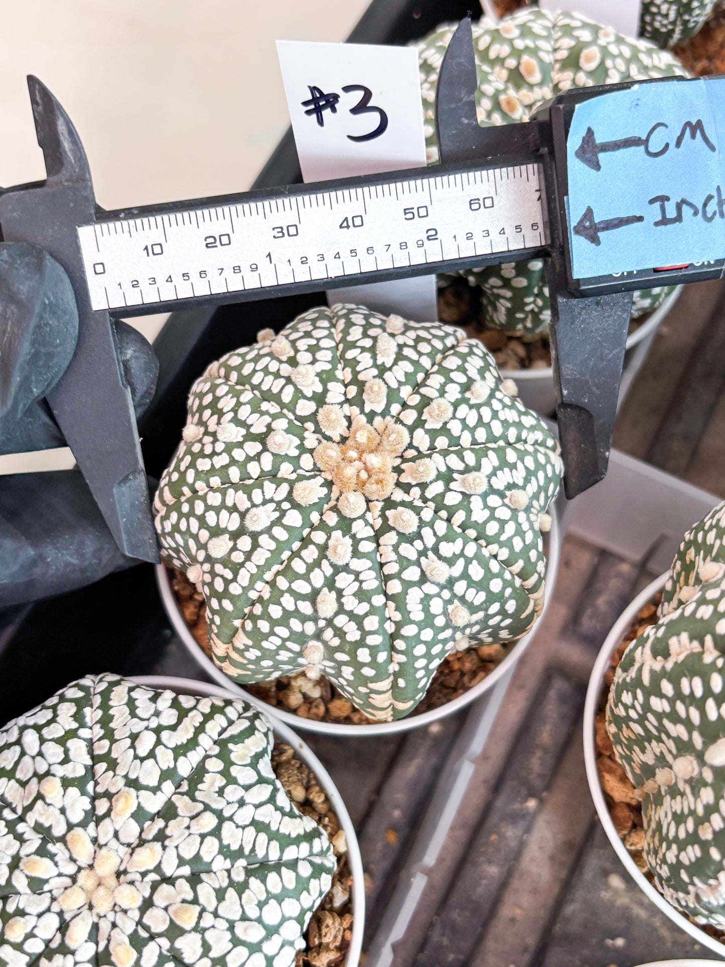 Astrophytum Super Kabuto (t7) (p3) | Imported Plants | 3" Pot