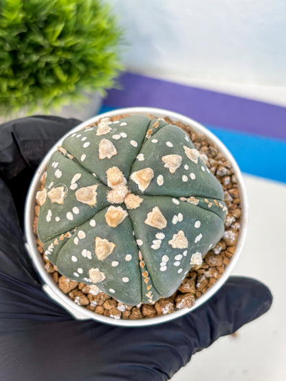 Astrophytum Fukuryu (at8) (15) | Rare Plant | Succulent Cactus