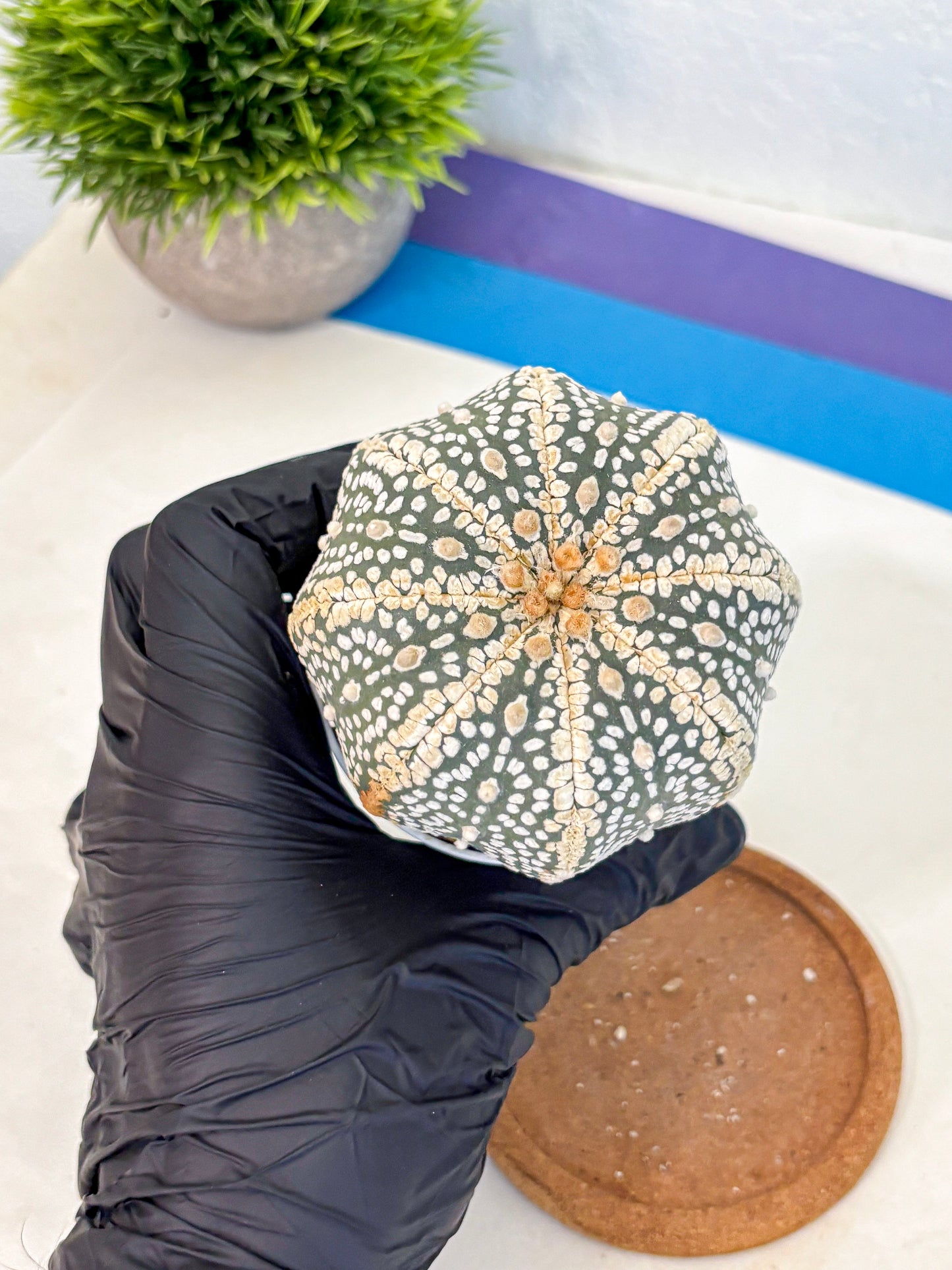 Astrophytum Super Kabuto (at10) (16) | sand dollar cactus