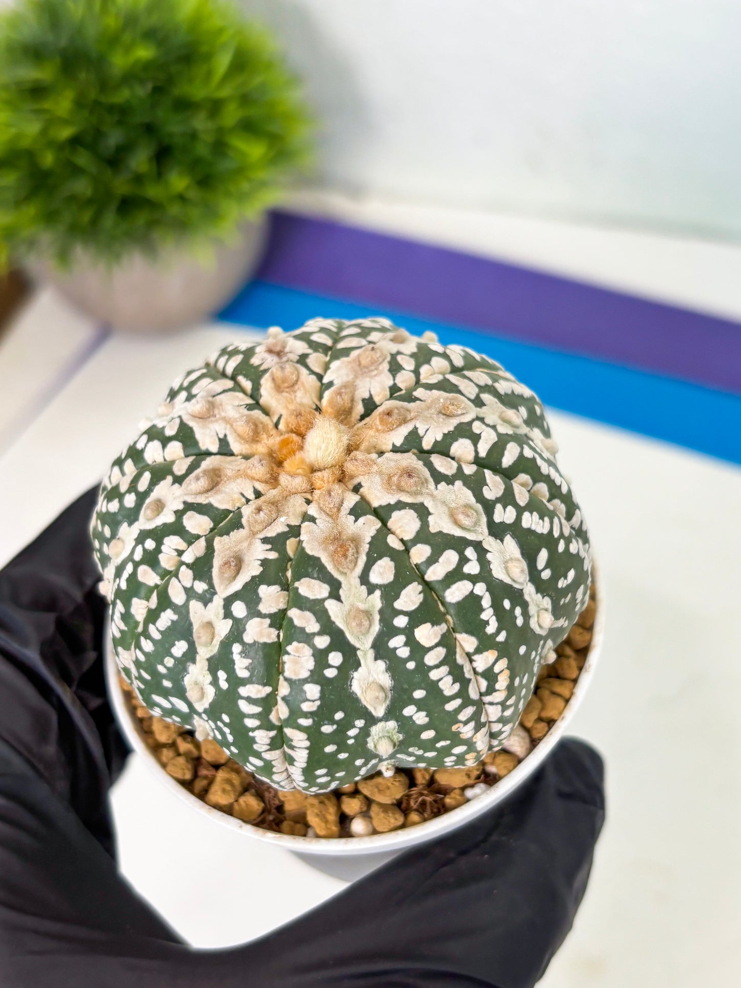 Astrophytum V-Type (at4) (y5) | Ship from Nevada