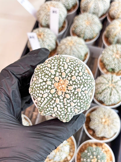 Astrophytum Super Kabuto (t7) (p3) | Imported Plants | 3" Pot