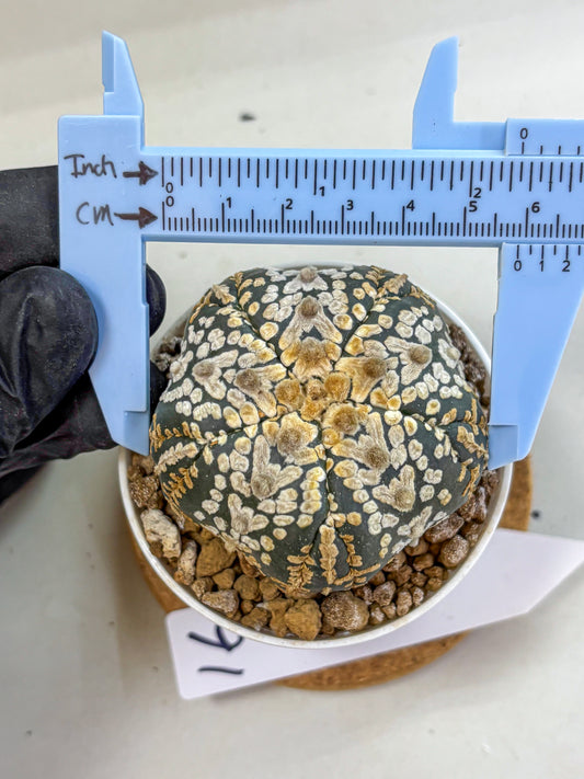Astrophytum Fukuryu (at8) (16) | Rare Plant | Succulent Cactus