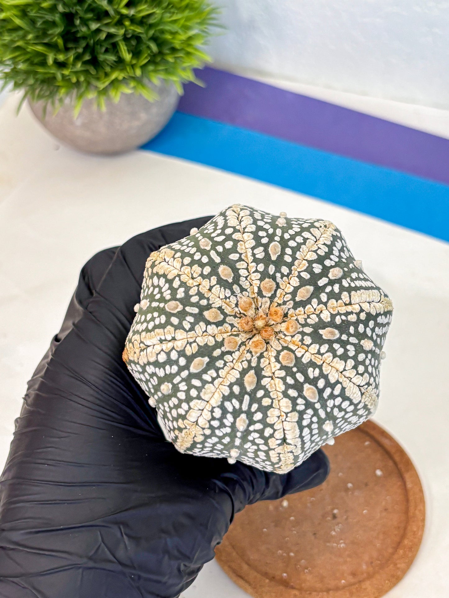 Astrophytum Super Kabuto (at10) (16) | sand dollar cactus