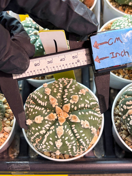 Astrophytum 5-Rib (T11) (g1) | Imported From Taiwan