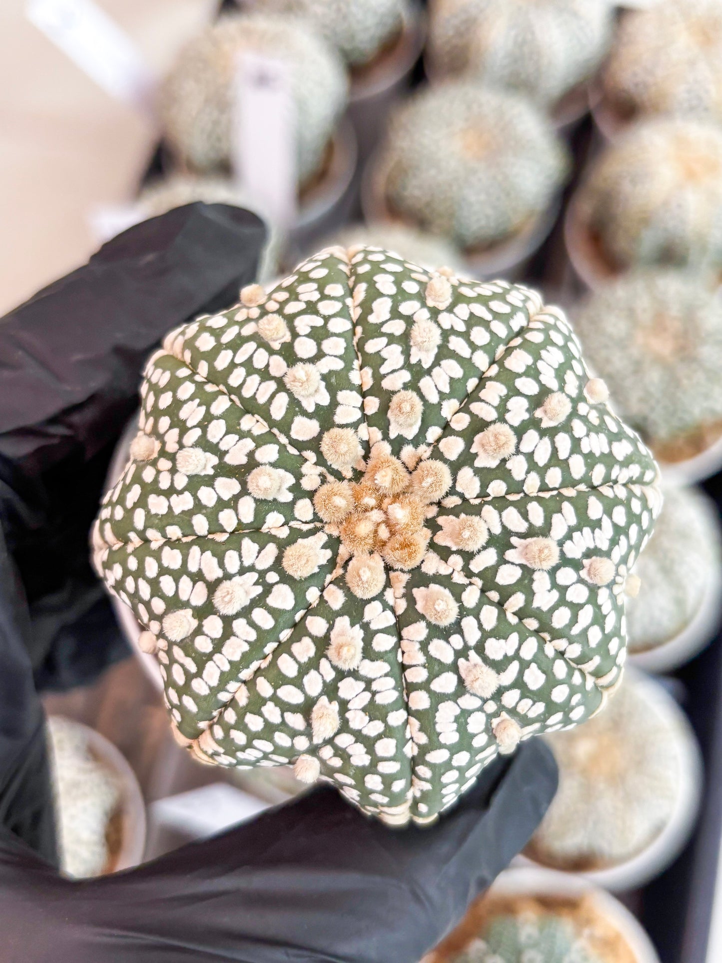 Astrophytum Super Kabuto (t7) (p3) | Imported Plants | 3" Pot