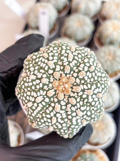 Astrophytum Super Kabuto (t7) (p3) | Imported Plants | 3" Pot