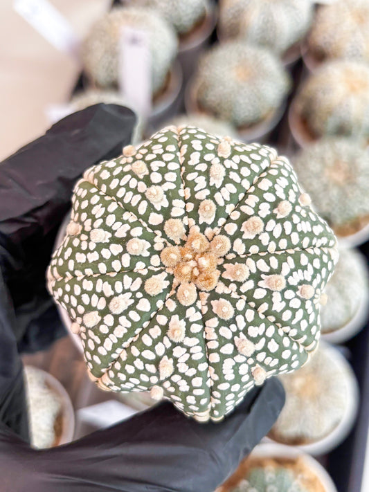 Astrophytum Super Kabuto (t7) (p3) | Imported Plants | 3" Pot