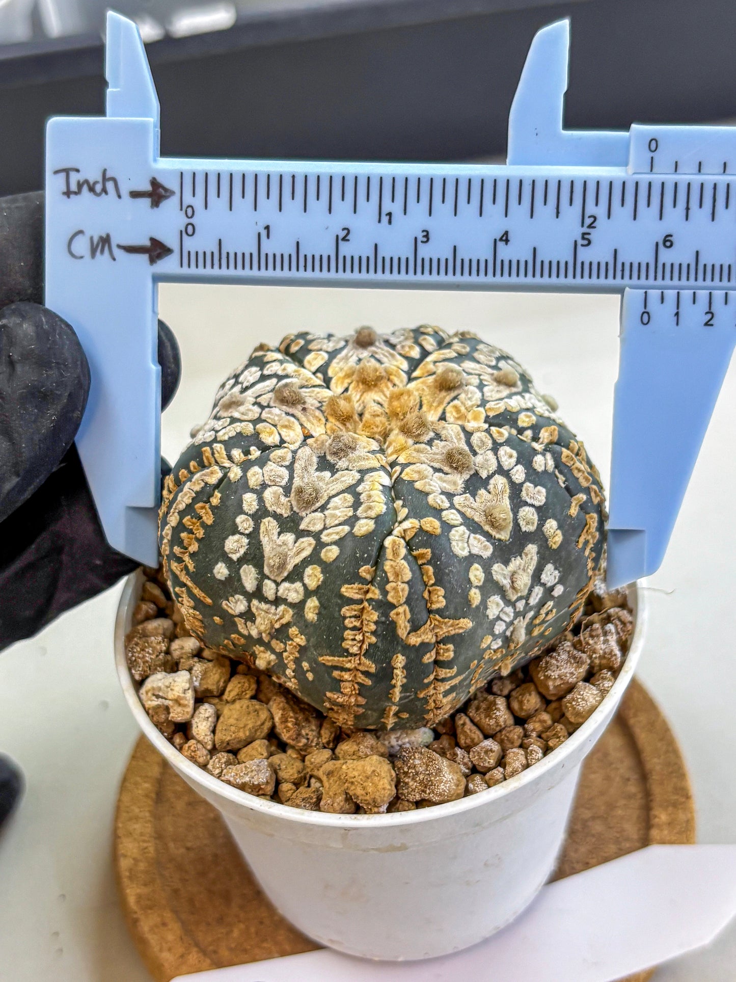 Astrophytum Fukuryu (at8) (16) | Rare Plant | Succulent Cactus