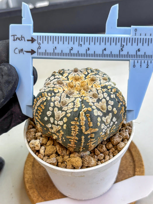 Astrophytum Fukuryu (at8) (16) | Rare Plant | Succulent Cactus