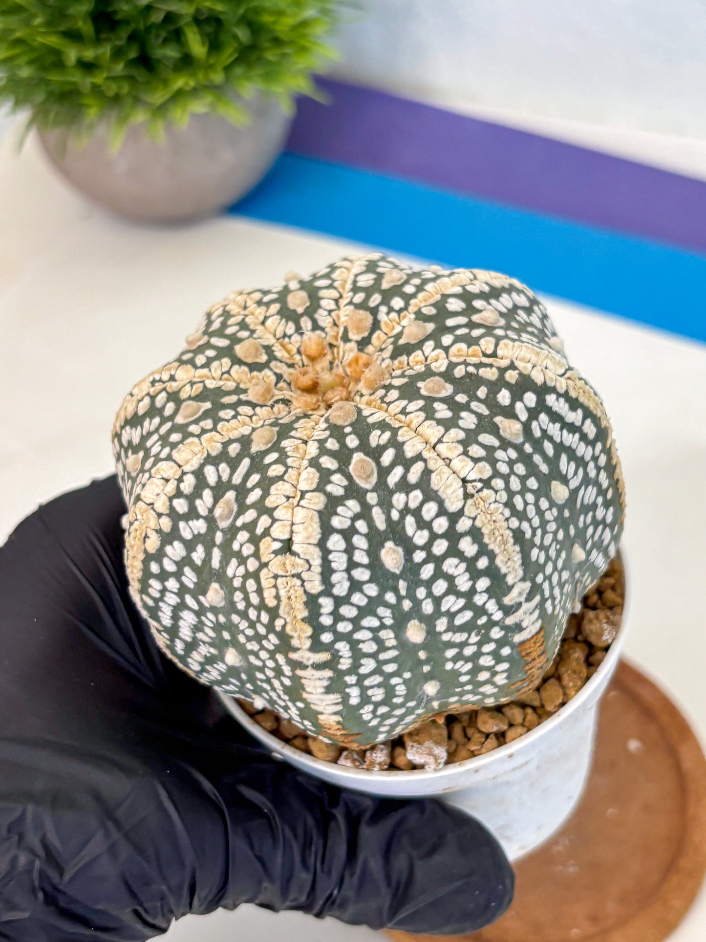 Astrophytum Super Kabuto (at10) (16) | sand dollar cactus