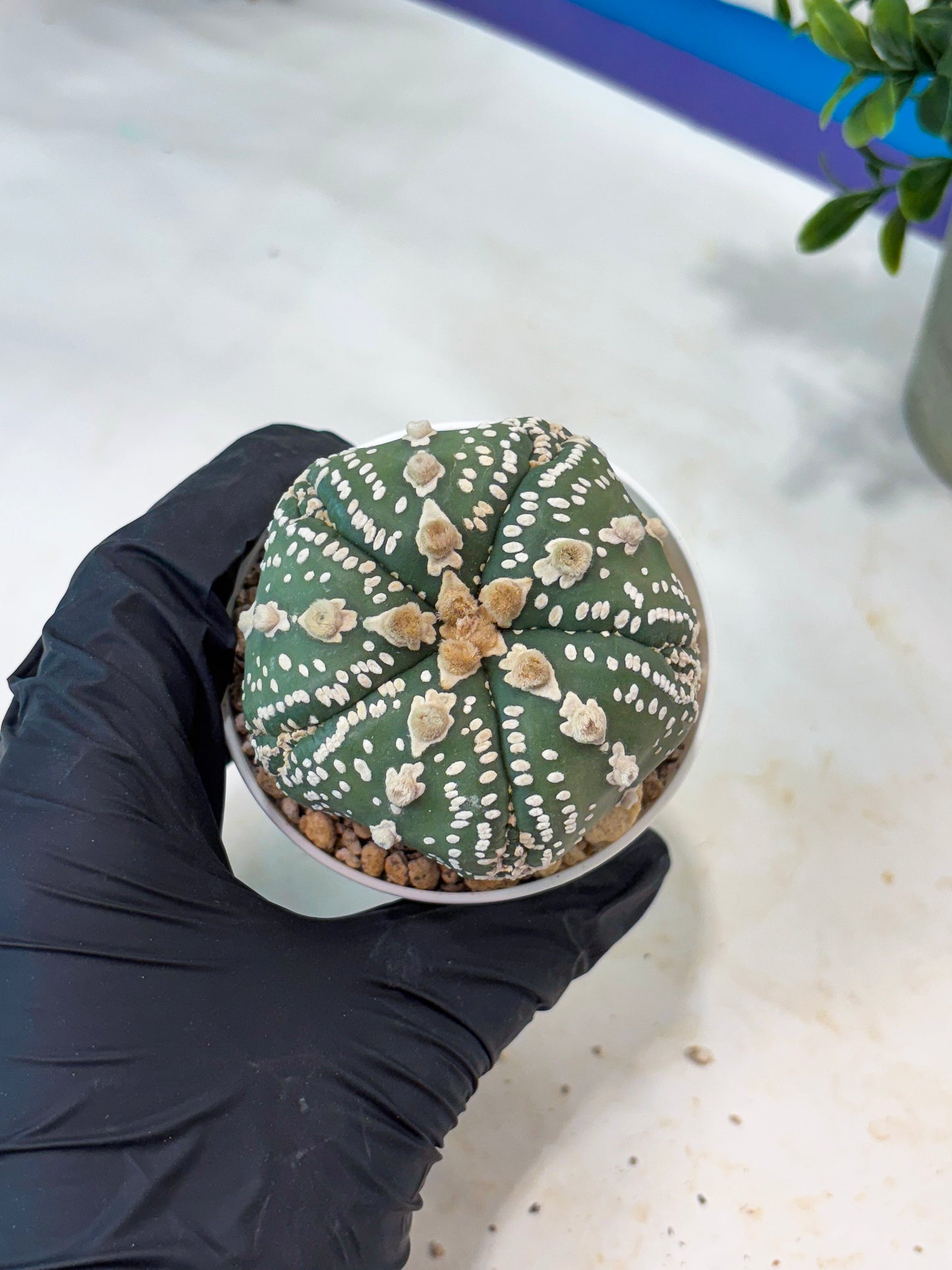 Astrophytum 5-Rib (T11) (g1) | Imported From Taiwan