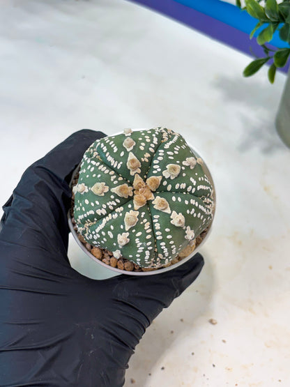 Astrophytum 5-Rib (T11) (g1) | Imported From Taiwan