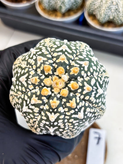 Astrophytum V-Type (at4) (y7) | Ship from Nevada