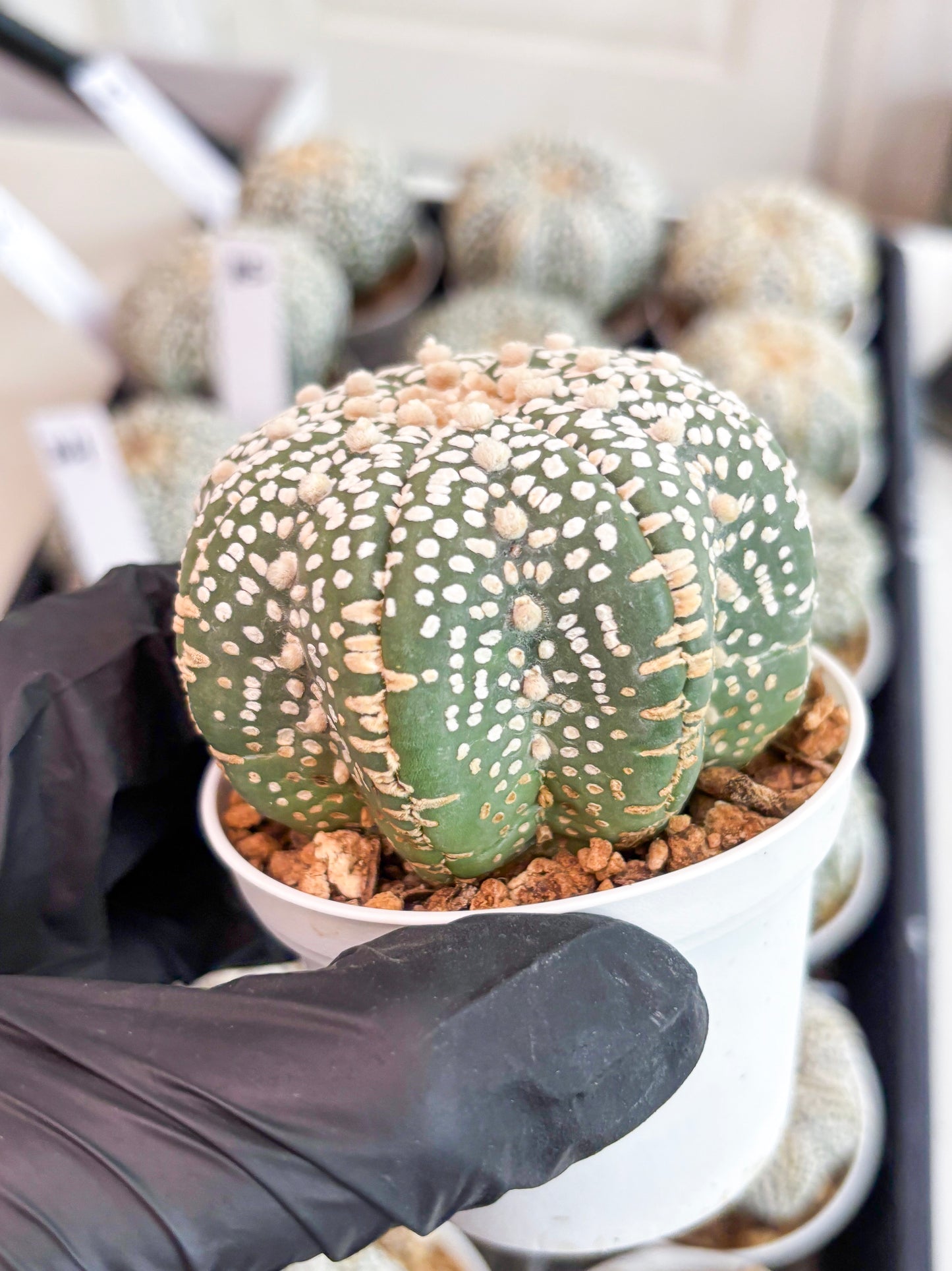 Astrophytum Super Kabuto (t7) (p3) | Imported Plants | 3" Pot