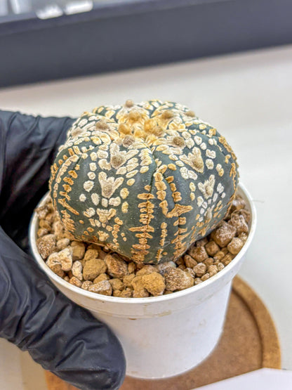 Astrophytum Fukuryu (at8) (16) | Rare Plant | Succulent Cactus