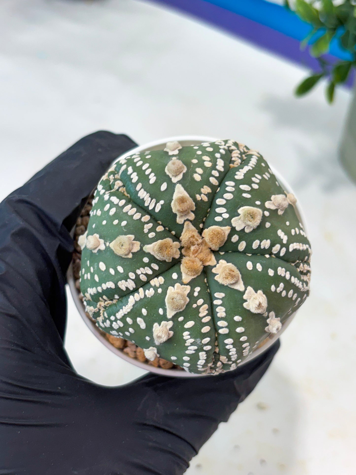 Astrophytum 5-Rib (T11) (g1) | Imported From Taiwan
