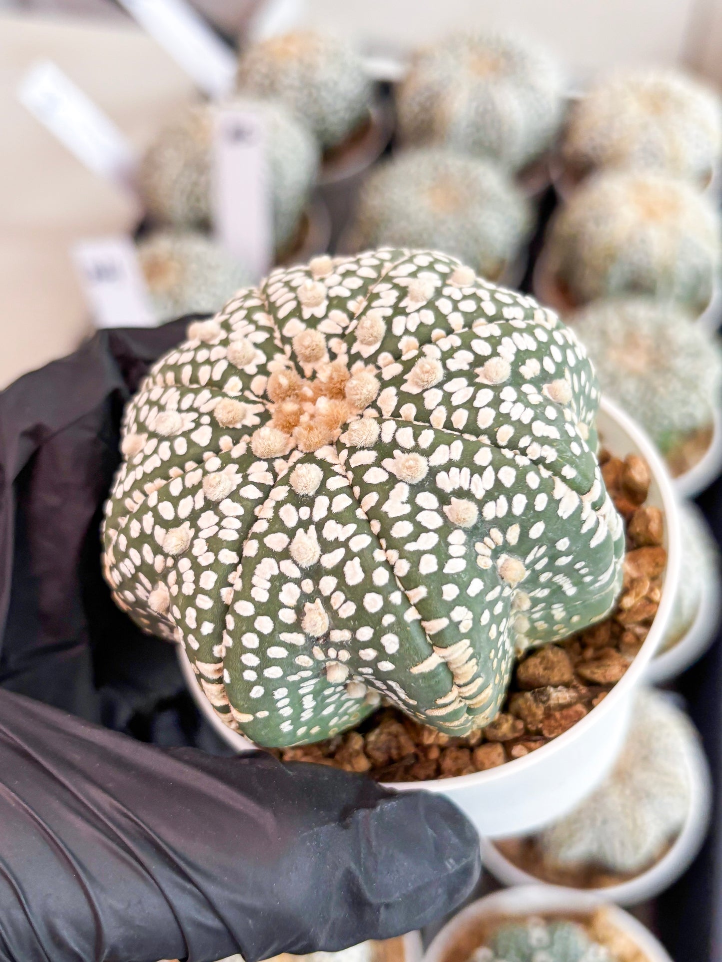 Astrophytum Super Kabuto (t7) (p3) | Imported Plants | 3" Pot