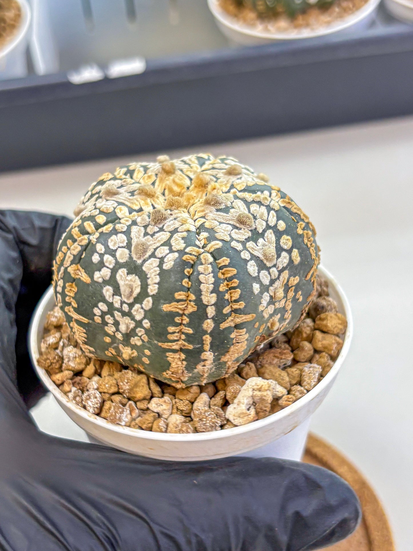 Astrophytum Fukuryu (at8) (16) | Rare Plant | Succulent Cactus