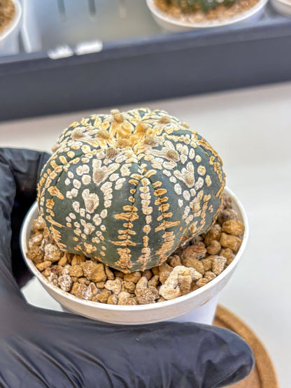 Astrophytum Fukuryu (at8) (16) | Rare Plant | Succulent Cactus