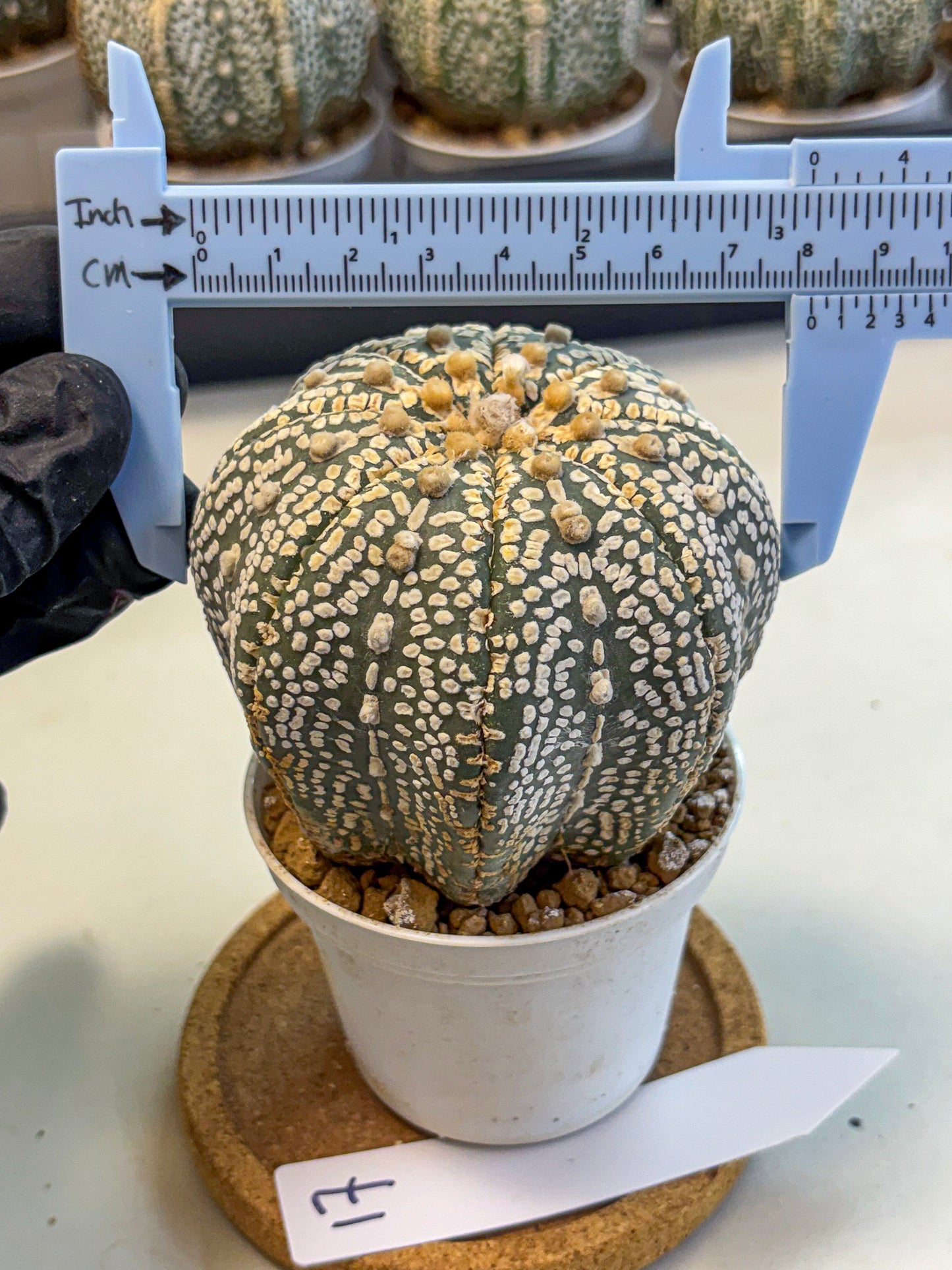 Astrophytum Super Kabuto (at10) (17) | sand dollar cactus