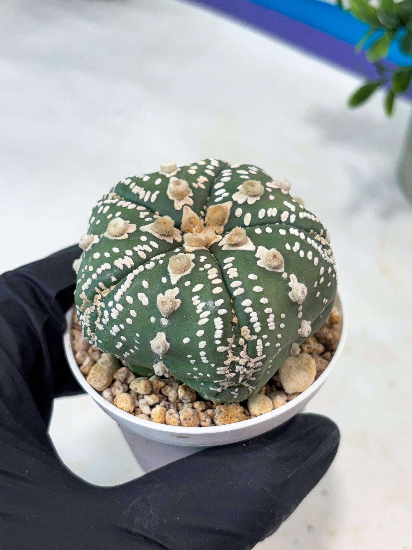 Astrophytum 5-Rib (T11) (g1) | Imported From Taiwan