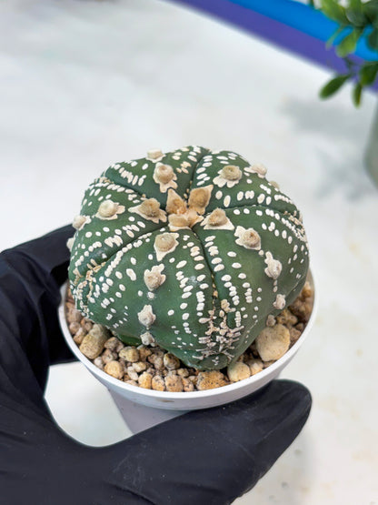 Astrophytum 5-Rib (T11) (g1) | Imported From Taiwan