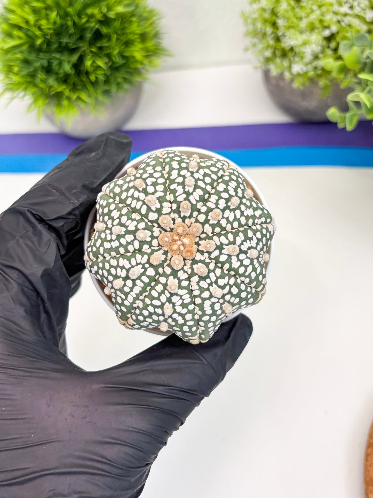 Astrophytum Super Kabuto (t7) (p3) | Imported Plants | 3" Pot