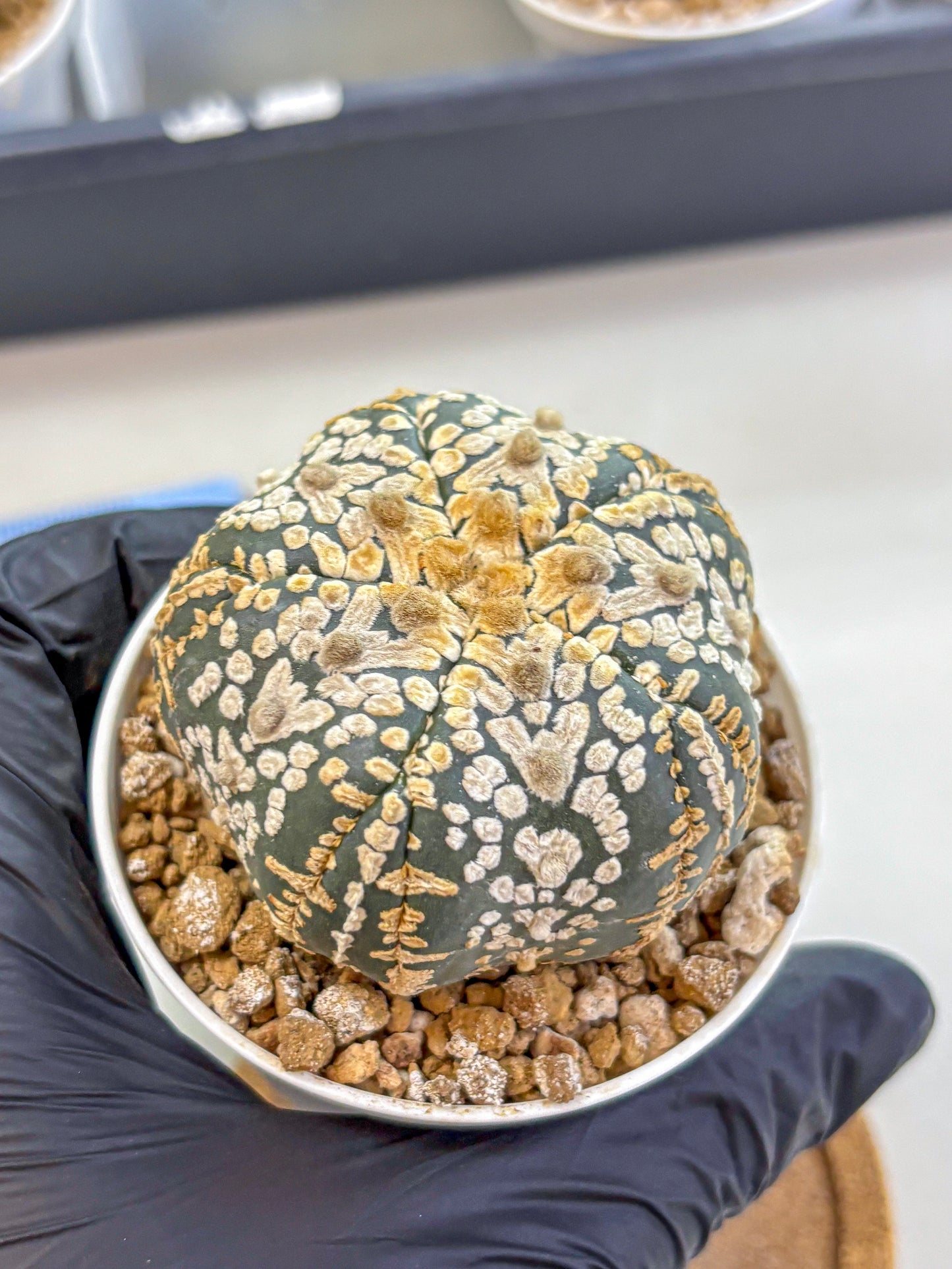 Astrophytum Fukuryu (at8) (16) | Rare Plant | Succulent Cactus