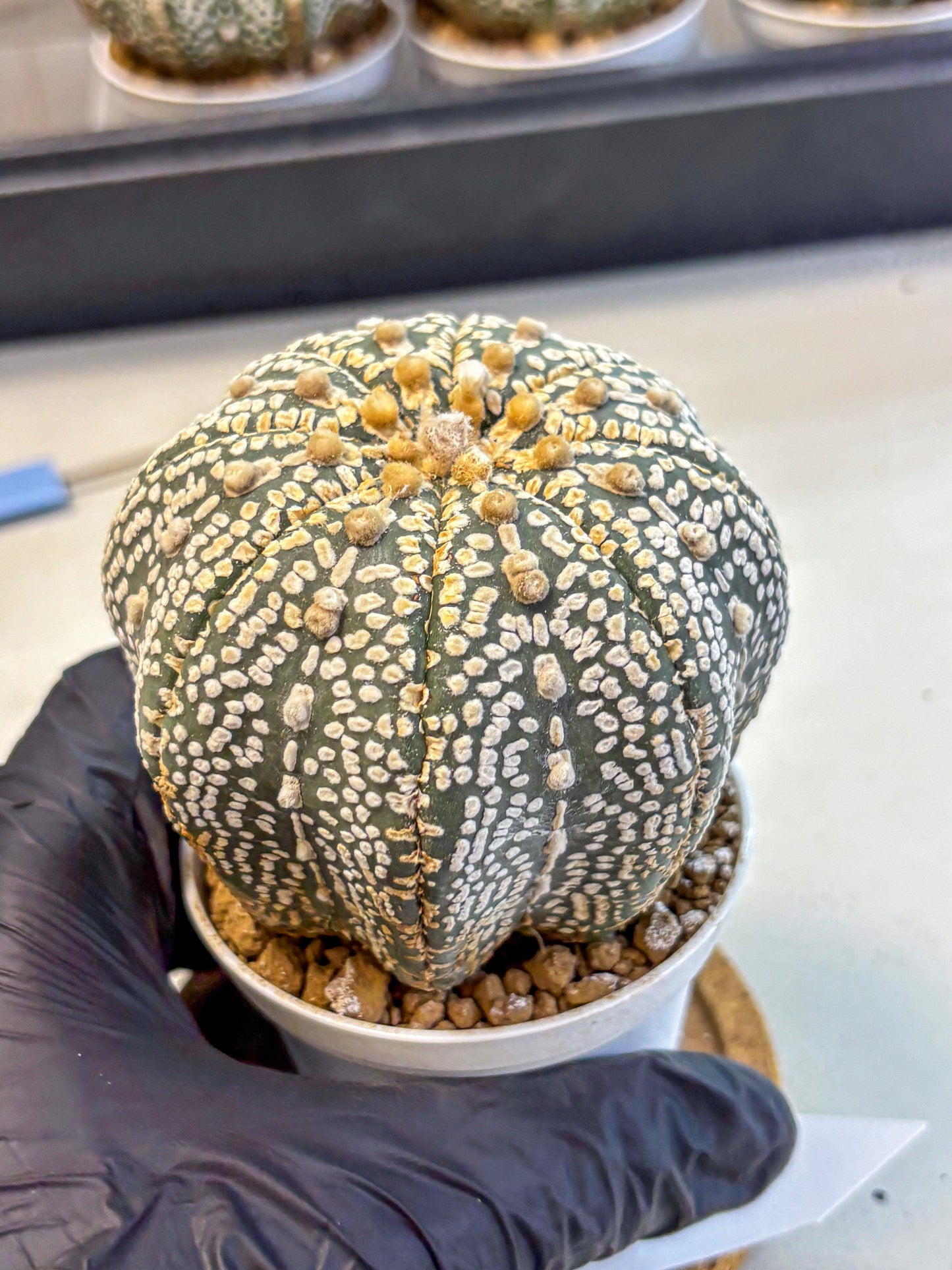 Astrophytum Super Kabuto (at10) (17) | sand dollar cactus